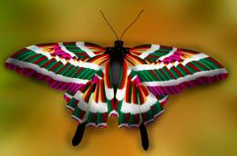 Colorful butterfly....